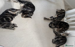 Mixed Breed cats for sale: Mixed tabby kittens  - Image 4