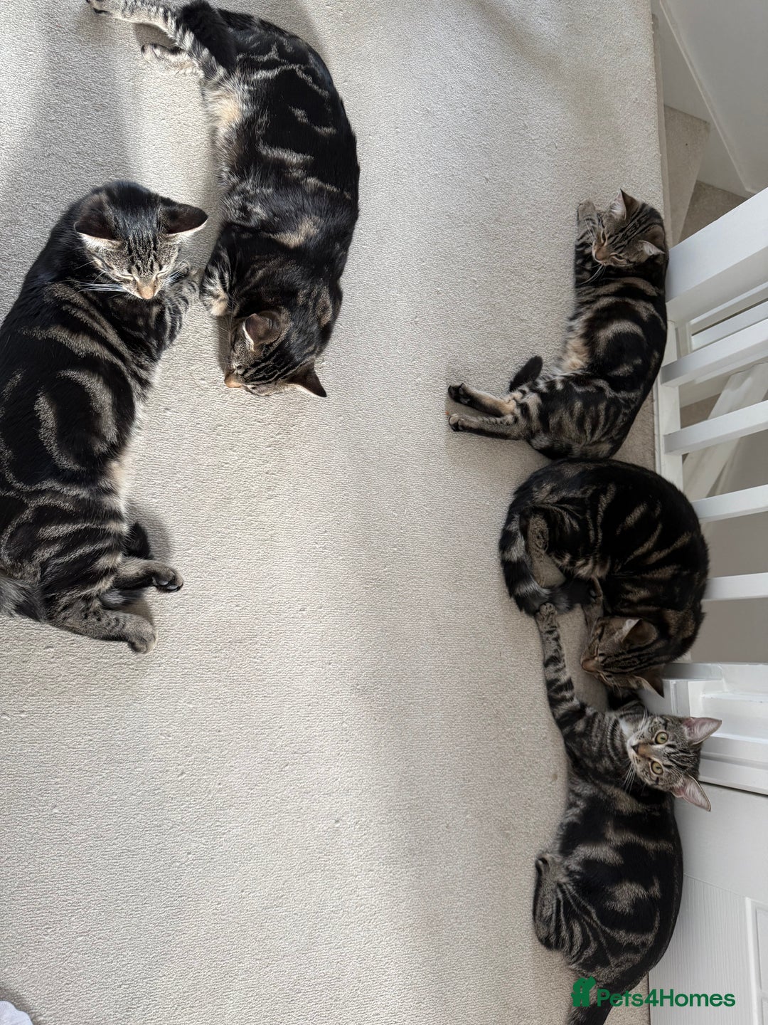 Mixed Breed cats for sale: Mixed tabby kittens  - Image 4