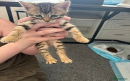 Bengal cats for sale: Beautiful Bengal mixed kittens - Image 22