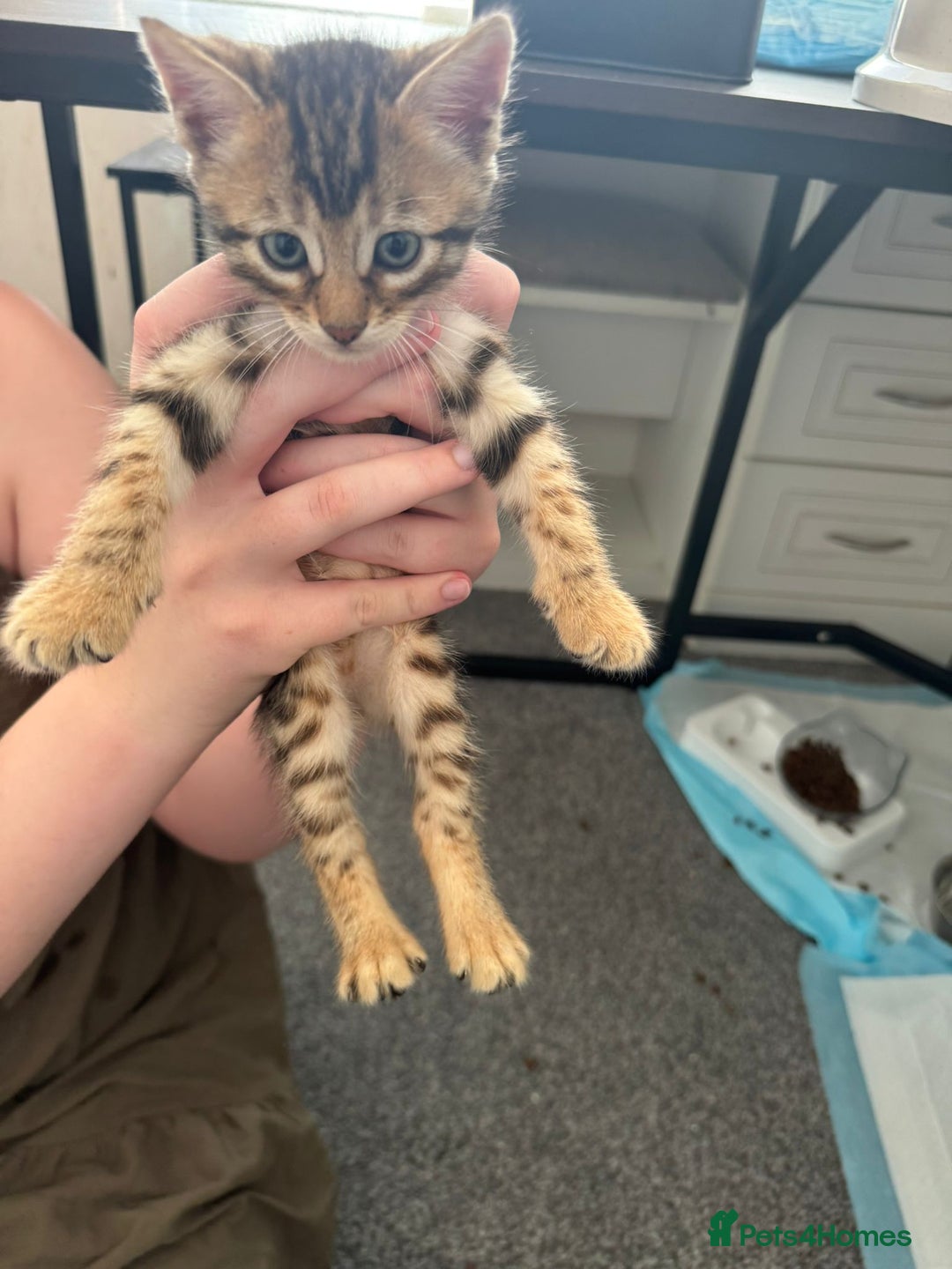 Bengal cats for sale: Beautiful Bengal mixed kittens - Image 22