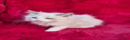 Ragdoll cats for sale: GCCF Registered Ragdoll Kittens  - Advert 6