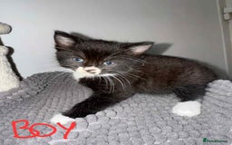Mixed Breed cats for sale:  Beautiful boys kittens - Advert 2