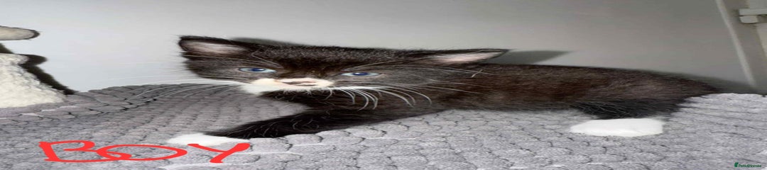 Mixed Breed Kitten 2