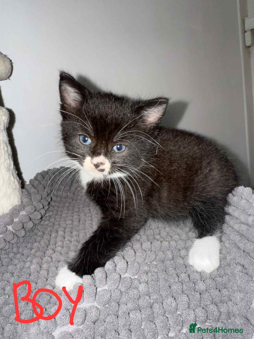 Mixed Breed cats for sale:  Beautiful boys kittens - Advert 2