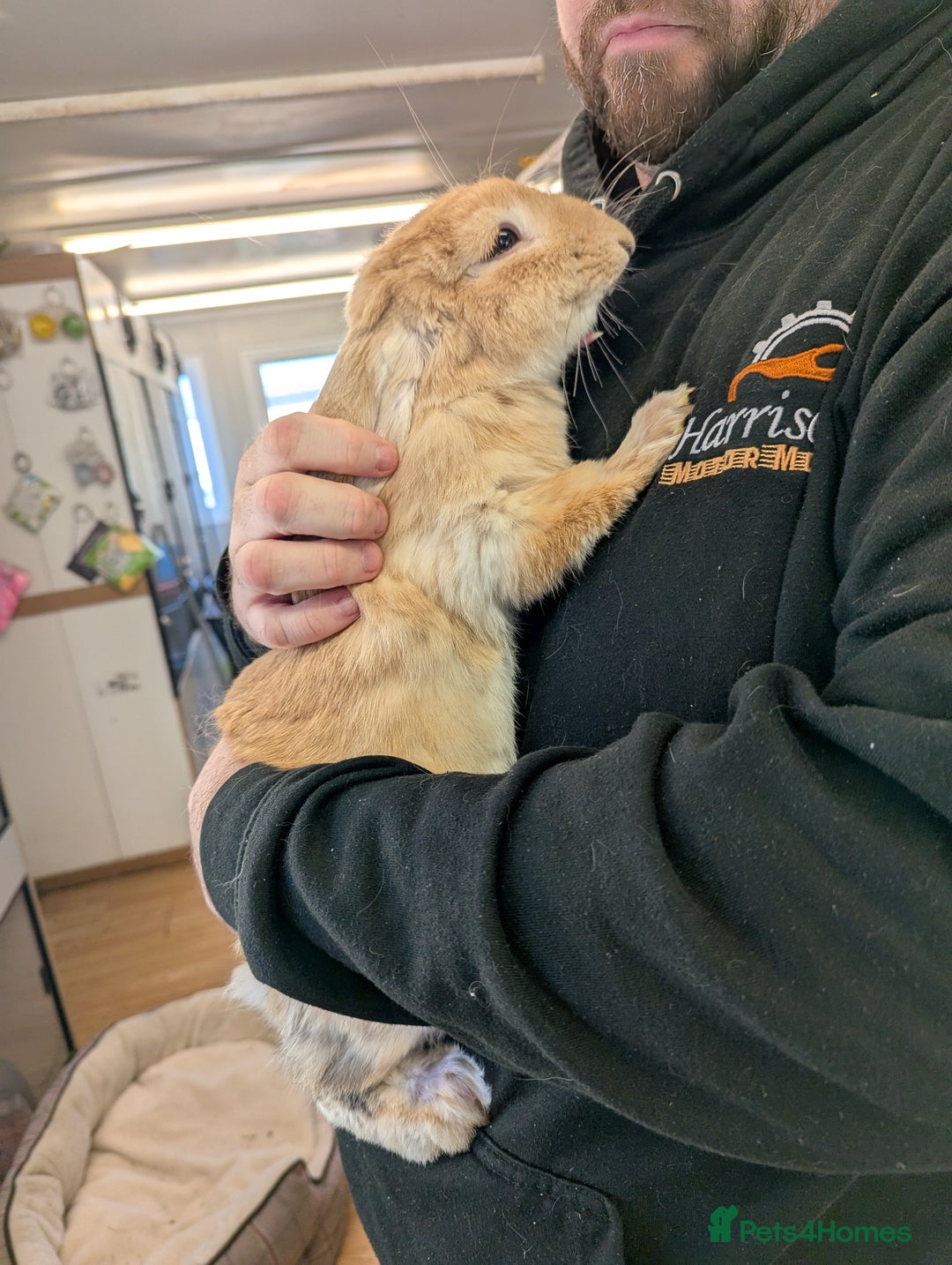 Mini Lop rabbits for sale: 'Sandy' mini lop. Litter trained and friendly! - Advert 3
