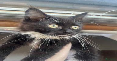 Mixed Breed cats - Advert 16