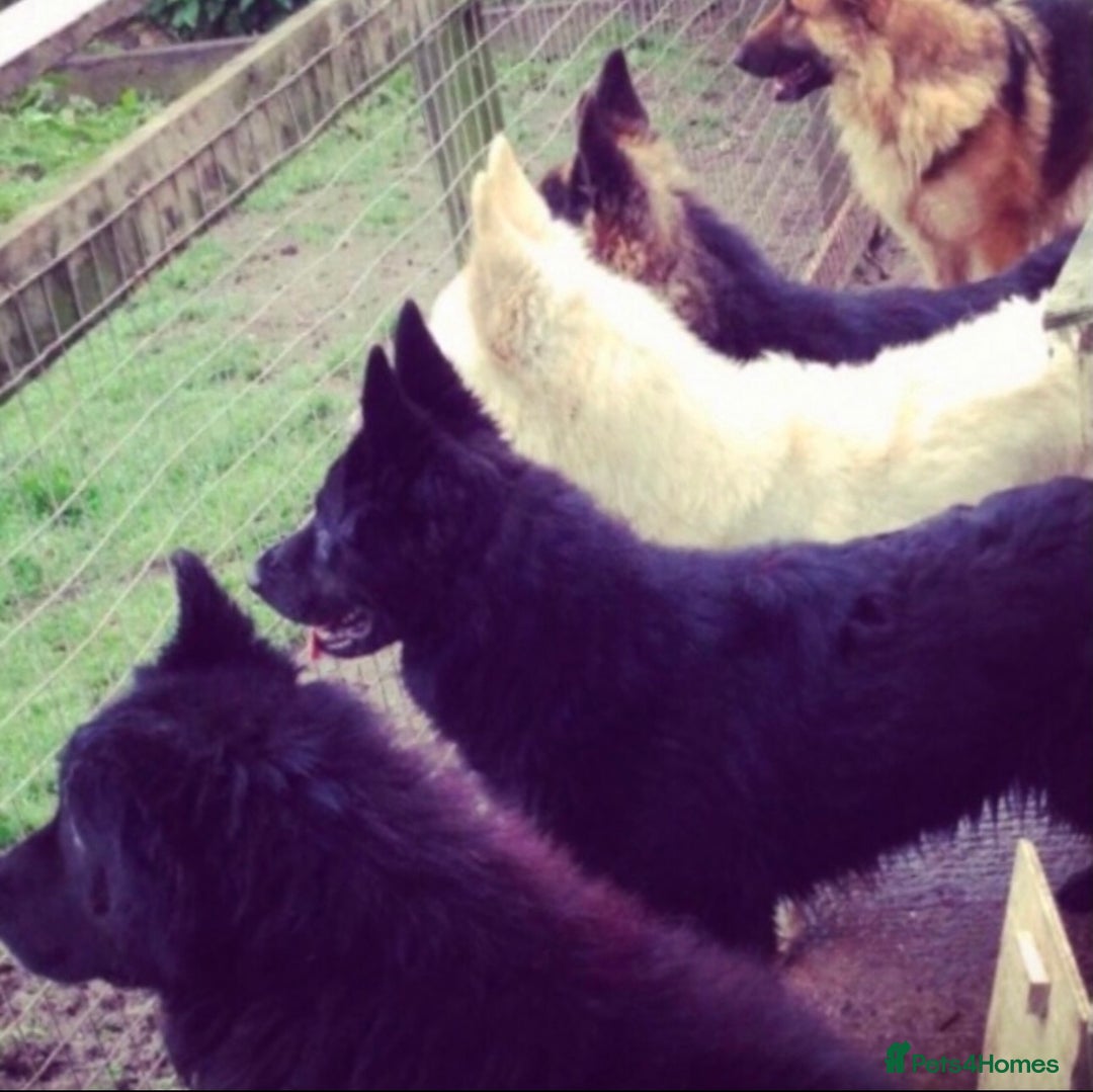German Shepherd dogs for sale: Traditional Long Coat, Straight backed GSD Puppies - Advert 11