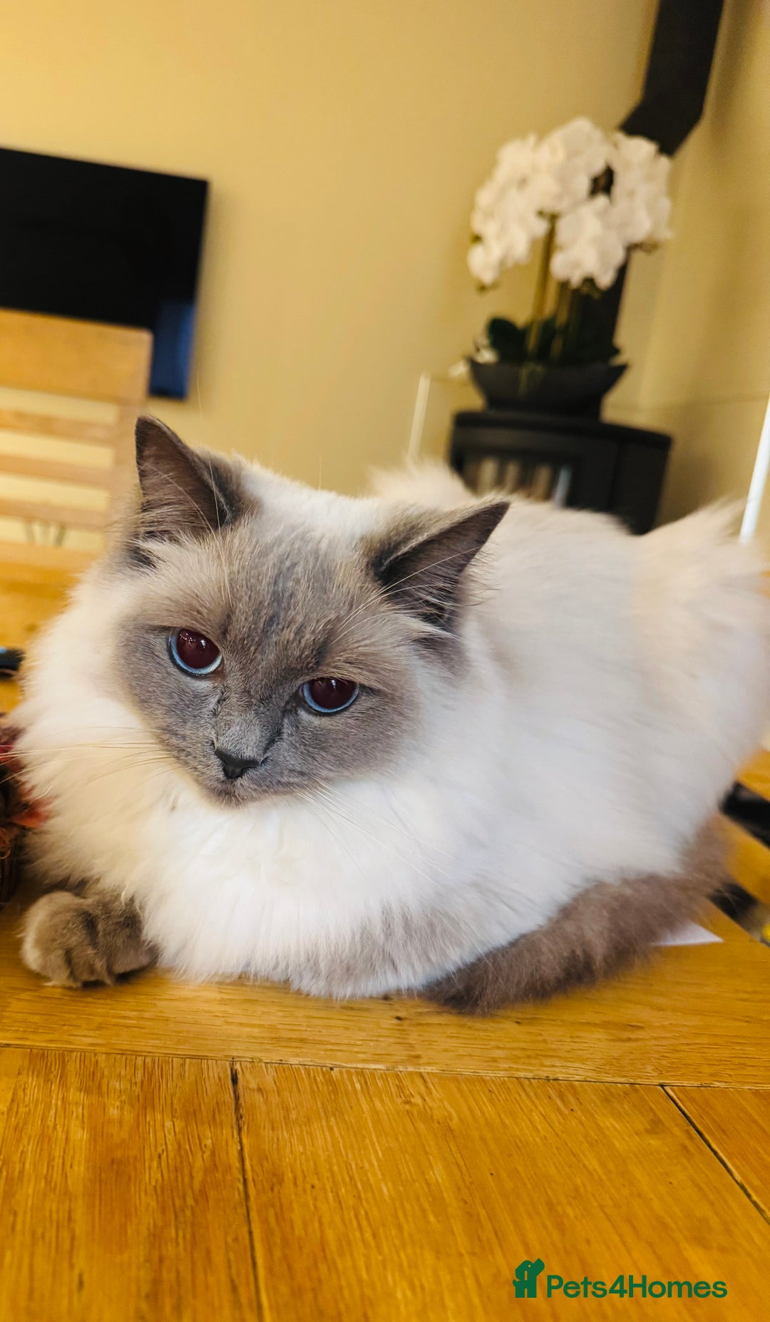 Ragdoll cats for sale: Beautiful Ragdoll - Advert 1