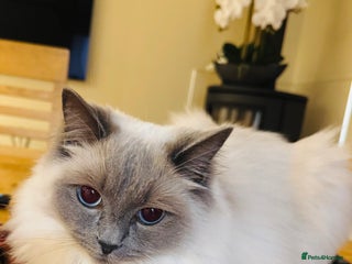 Ragdoll cats Beautiful Ragdoll - Advert 10