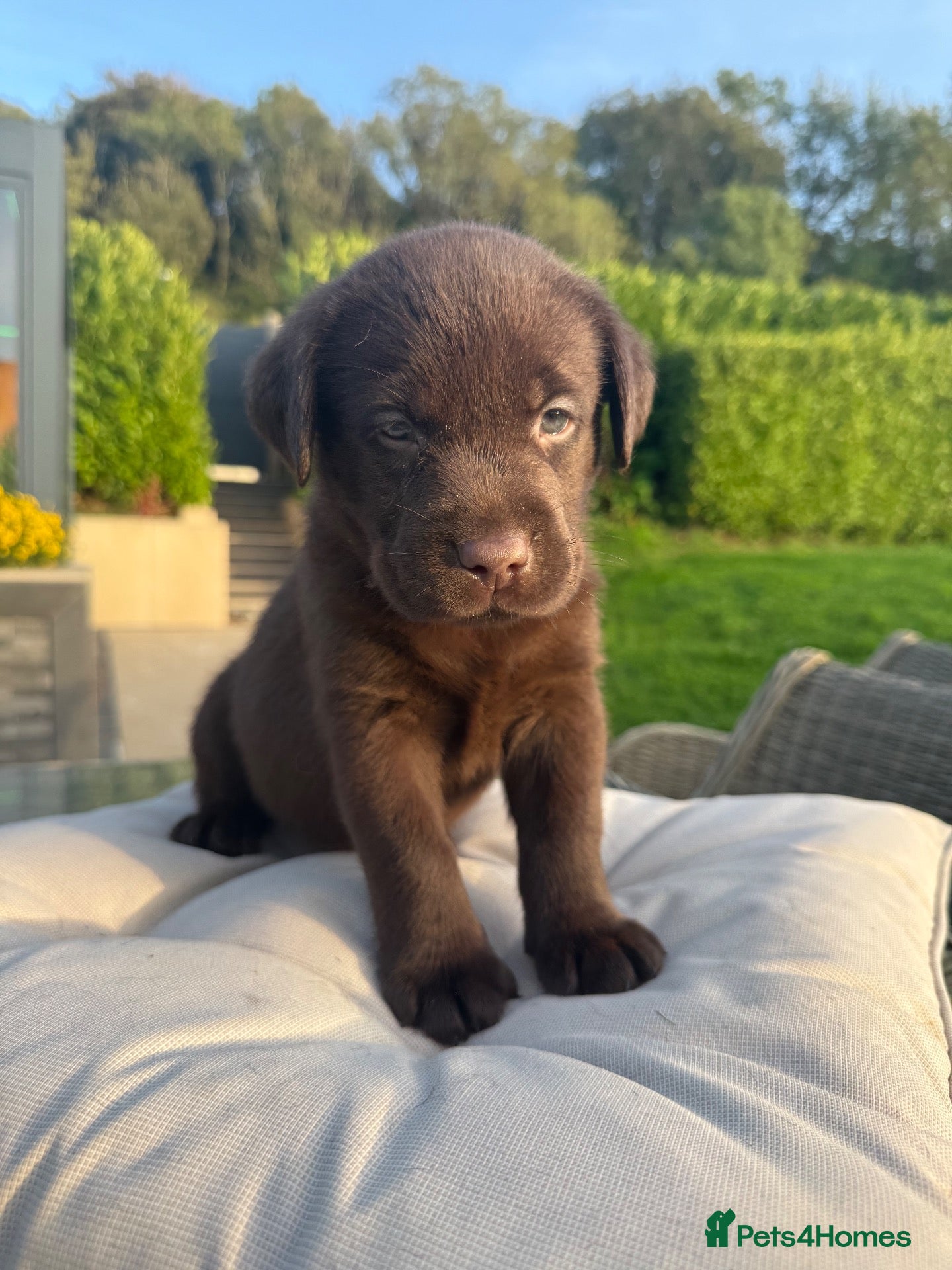 Labrador Retriever dogs 🌸 Top quality Pedigree, excellent DNA & Health  - Advert 2