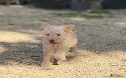 Labradoodle dogs for sale: F1b 3rd generation Labradoodles  - Image 3
