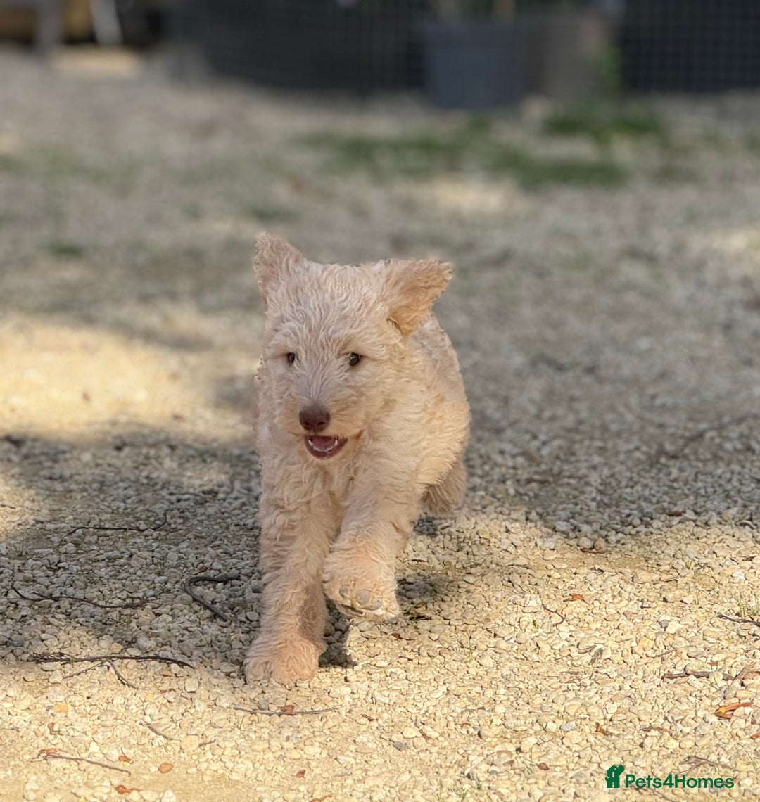 Labradoodle dogs for sale: F1b 3rd generation Labradoodles  - Image 3