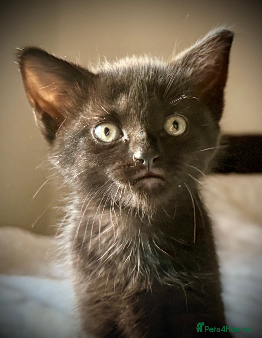 Mixed Breed cats for sale: 3 beautiful kittens available - Image 5