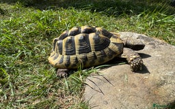 Hermann Tortoise reptiles for sale: Hermanns Tortoises 2016-2018 - Image 3