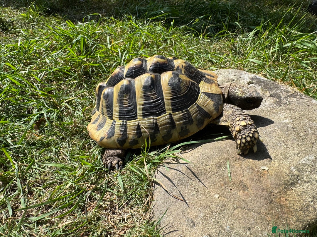 Hermann Tortoise reptiles for sale: Hermanns Tortoises 2016-2018 - Image 3