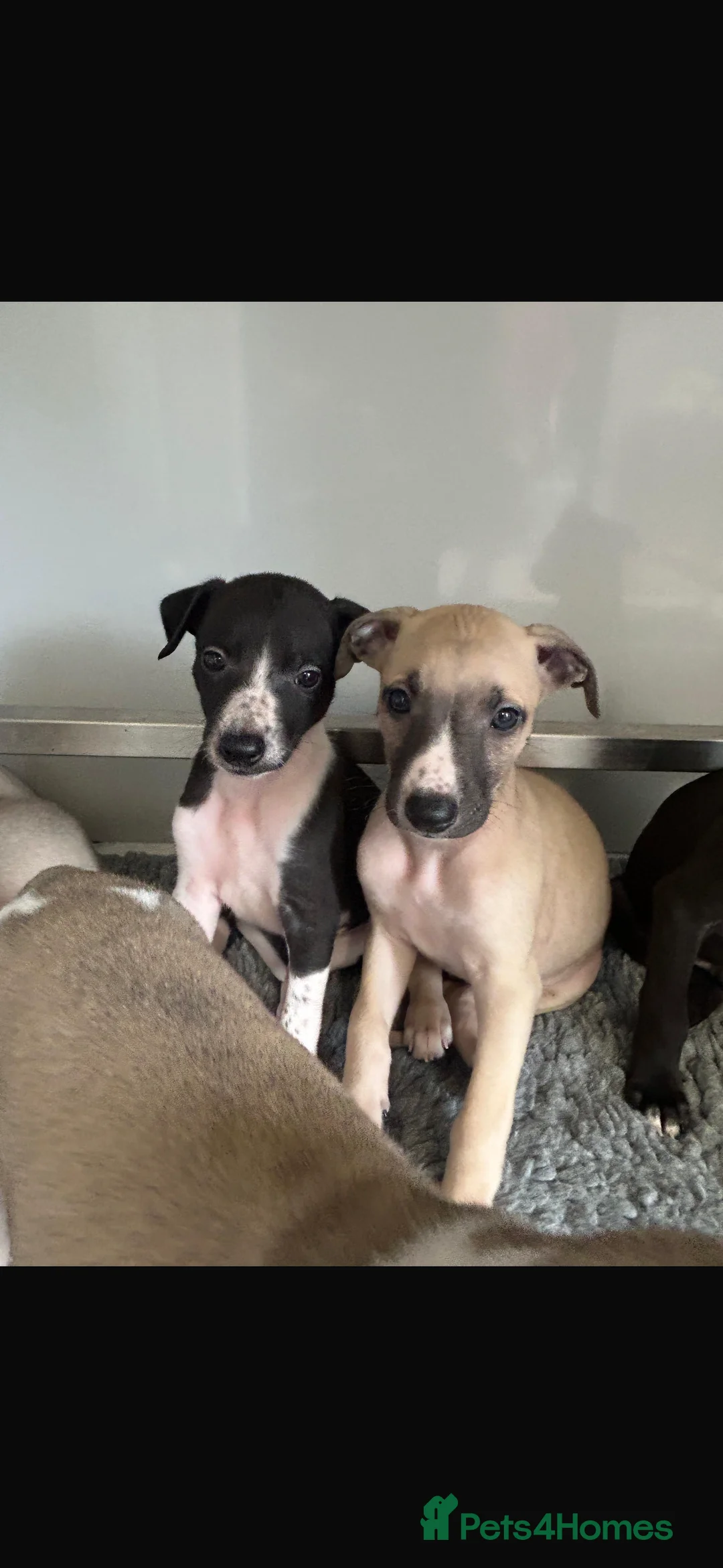 Whippet dogs for sale: KC REGISTERED WHIPPETS  in Liverpool - Advert 18
