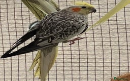 Cockatiels birds for sale: Cockatiels  - Image 2