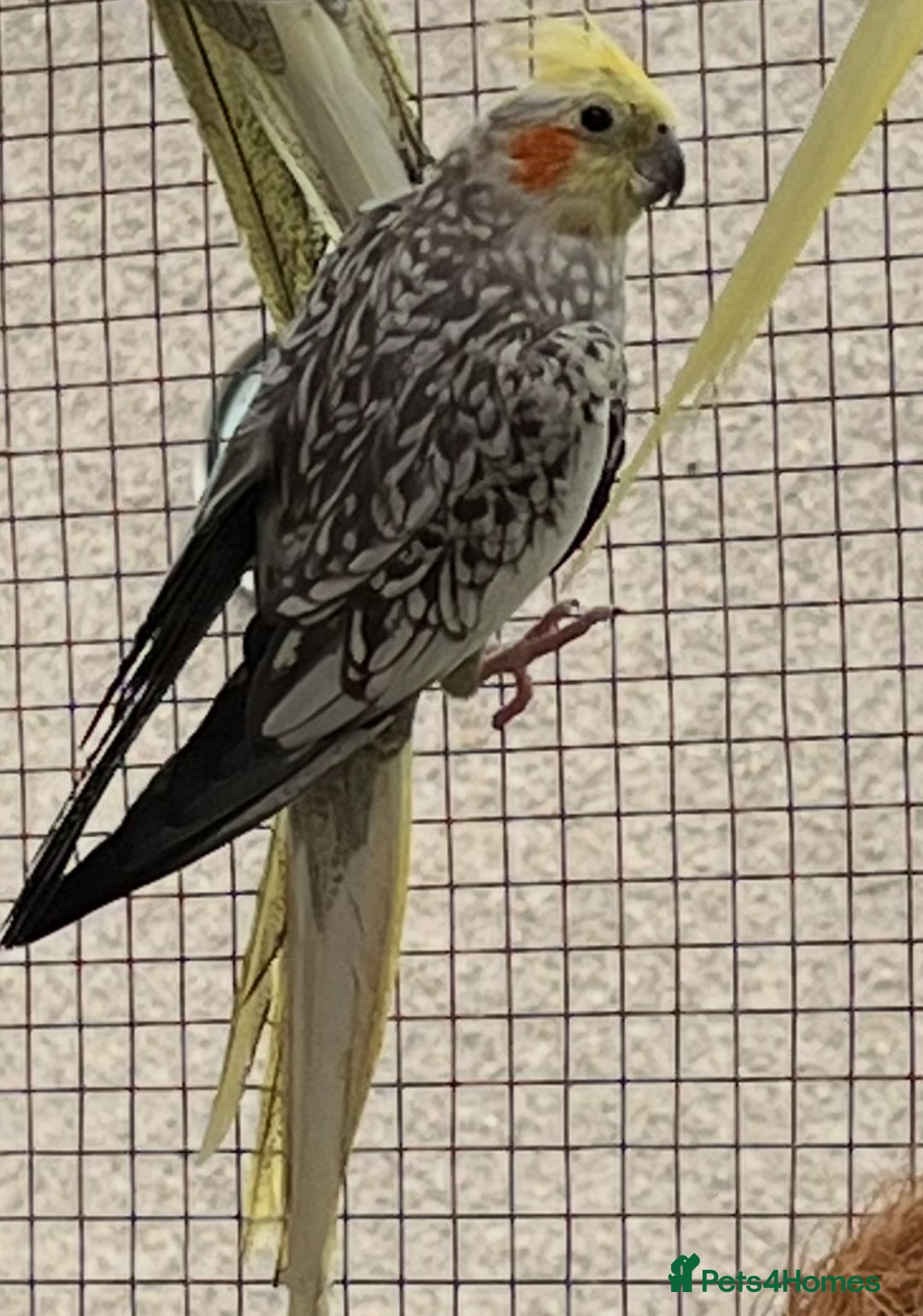 Cockatiels birds for sale: Cockatiels  - Image 2
