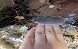 Mouse rodents for sale: Pieds and browns African pygmy dormice!!   - Image 8