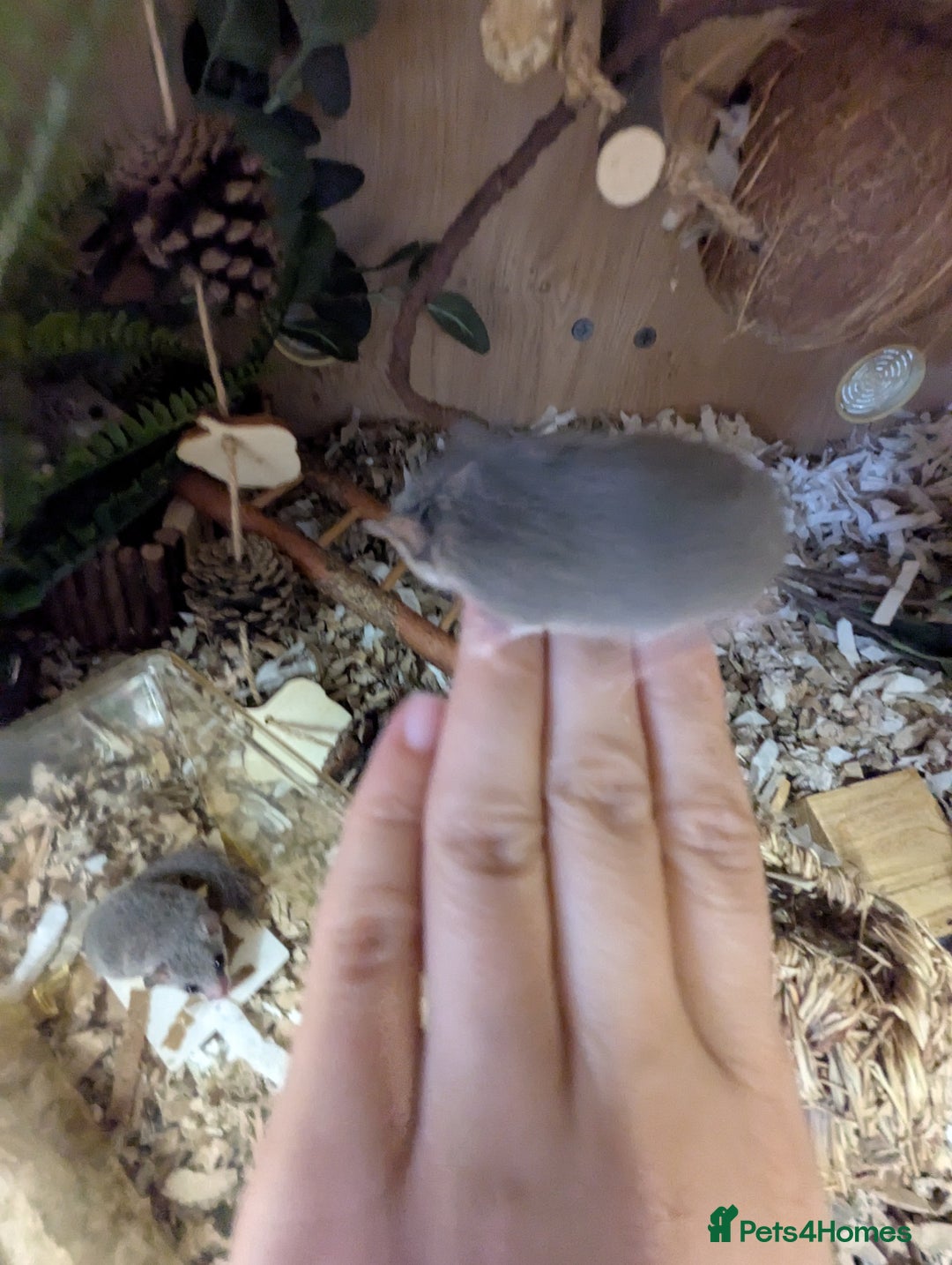 Mouse rodents for sale: Pieds and browns African pygmy dormice!!   - Image 8