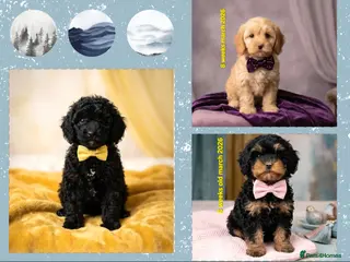 Cockapoo dogs 8-WeekOld Cockapoos Pups intelligent no sit, paw - Advert 10