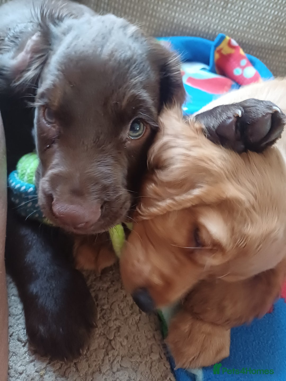 Cocker Spaniel dogs for sale: *Ready now*Stunning working cocker spaniel puppies - Image 14