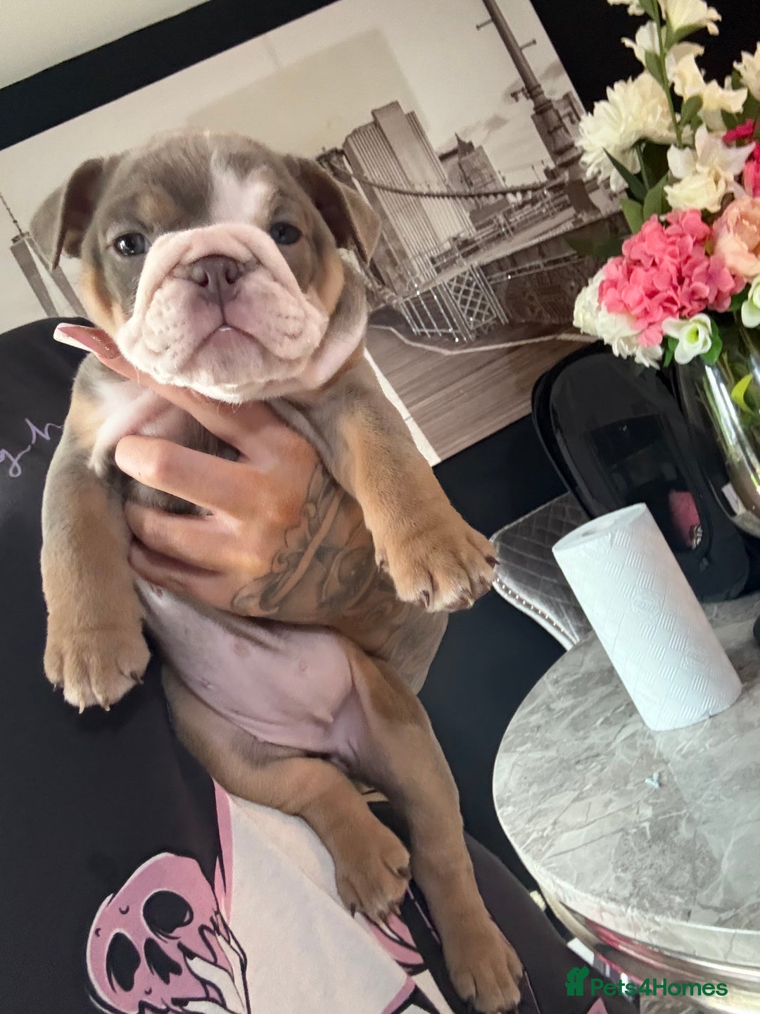 English Bulldog dogs for sale: 💕 Coco 💕 - Advert 1