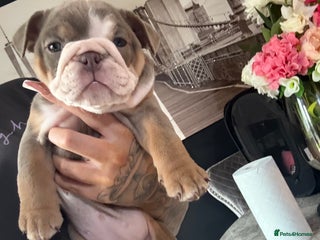 English Bulldog dogs 💕 Coco 💕 - Advert 4