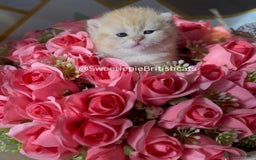 British Shorthair cats for sale: GCCF Reg Show quality & Champion line Goldens - Image 7
