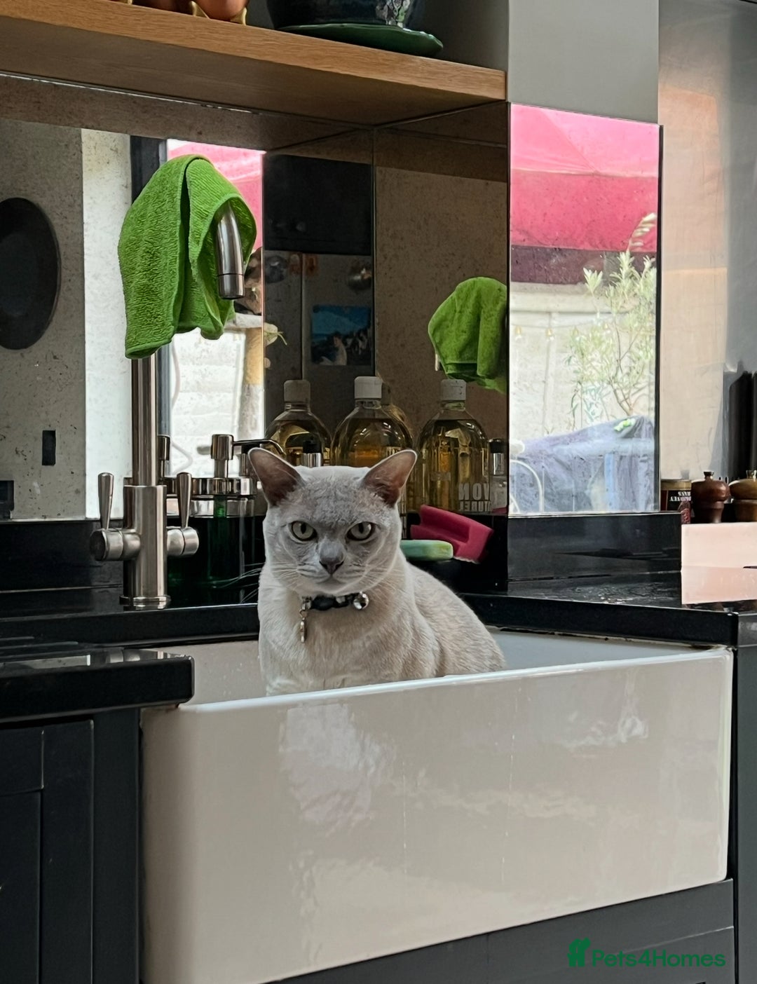 Burmese cats for sale: Burmese Lilac Male - Advert 3