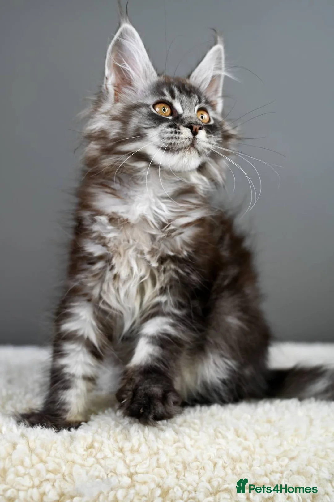 Maine Coon cats for sale: 3 Unique Kittens available - TICA registered  - Advert 3