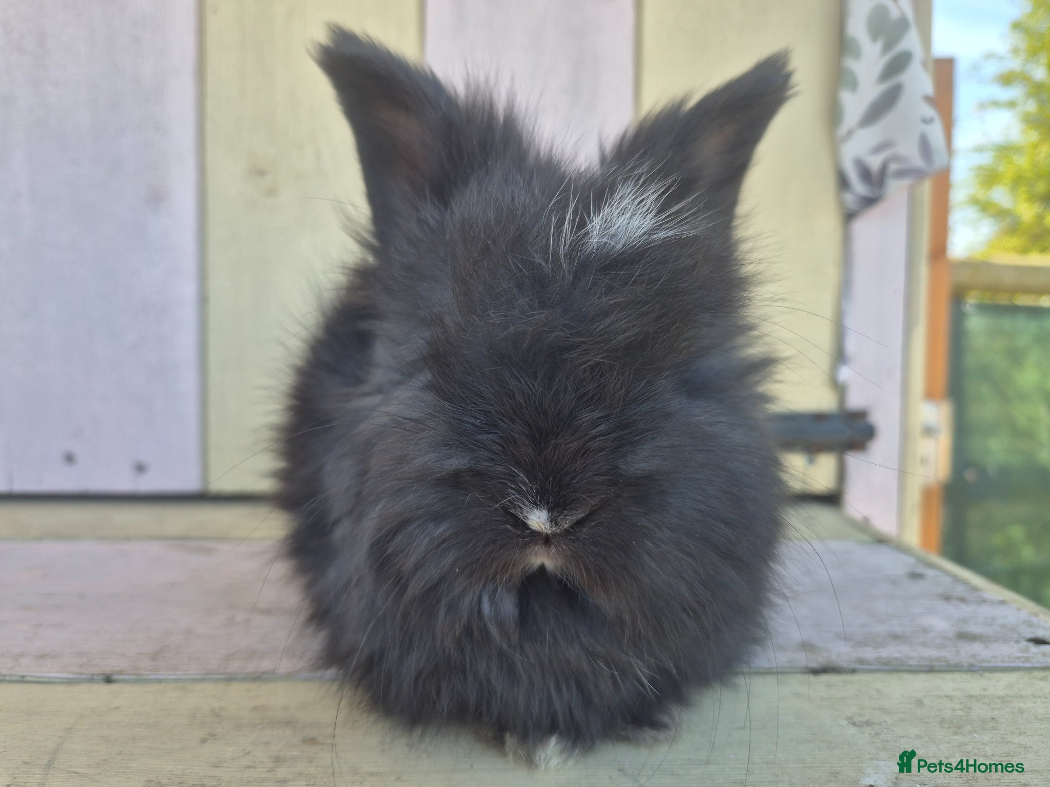 Angora rabbits 🩷 Angora babies-parents imported from🇫🇷  - Advert 1
