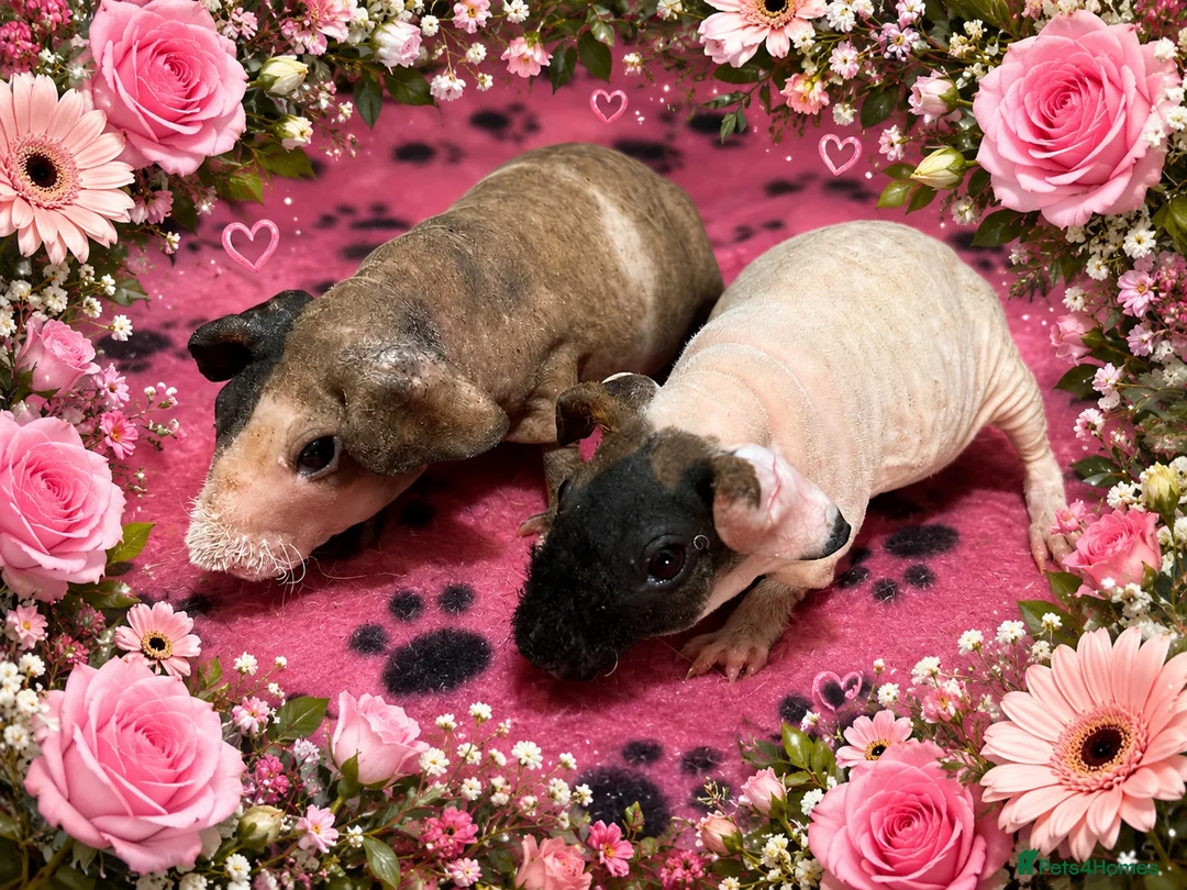 Guinea Pig rodents for sale: 2 female skinny pigs  - Advert 1