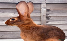 Belgian Hares rabbits for sale: Beautiful Rufus Red Belgian Hare doe youngster in Newent - Image 12