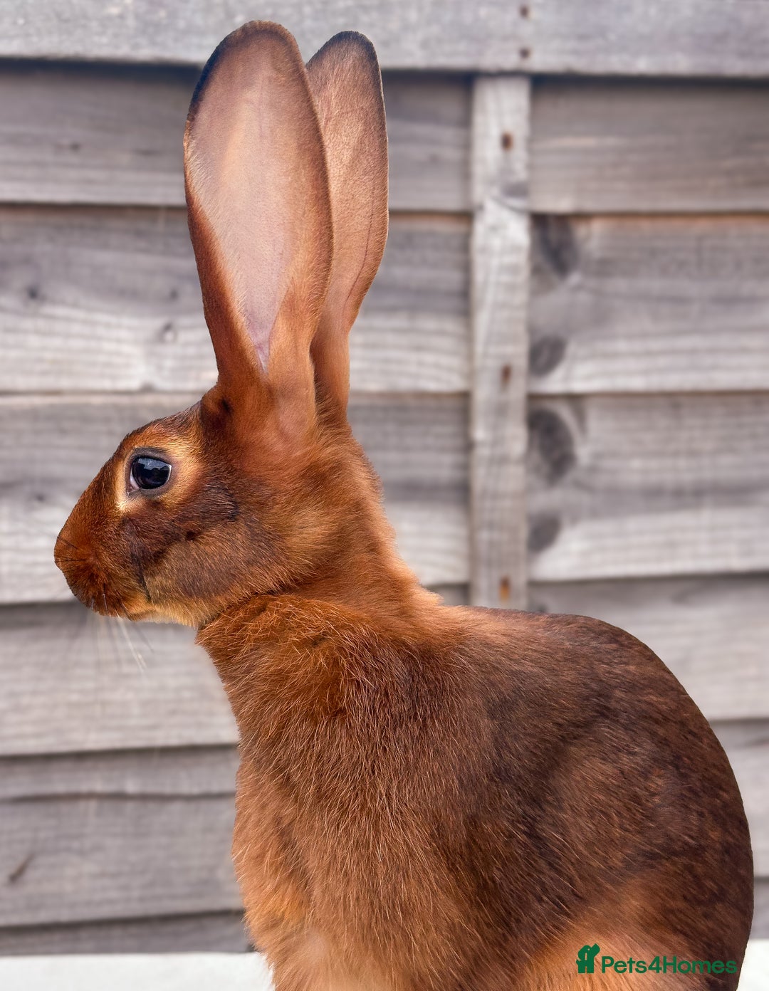 Belgian Hares rabbits for sale: Beautiful Rufus Red Belgian Hare doe youngster in Newent - Image 12