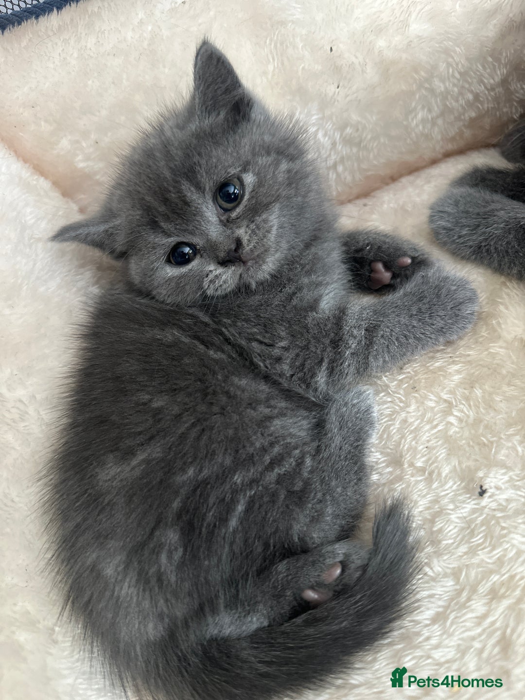 British Shorthair cats for sale: Adorable British Shorthair Kittens  - Image 11