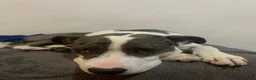 Mixed Breed dogs for sale: Bull Terrier X looking for home ASAP - Advert 2