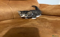 Siberian cats for sale: Half Siberian kittens - Image 3