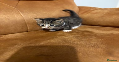 Siberian cats - Advert 15
