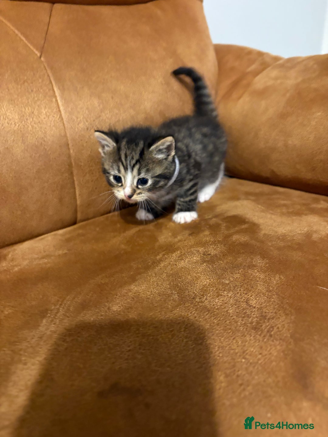 Siberian cats for sale: Half Siberian kittens - Image 3