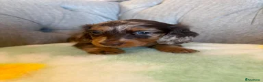 Miniature Dachshund Puppy 5