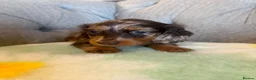 Miniature Dachshund dogs for sale: Miniature Long Haired Daschunds - Advert 6