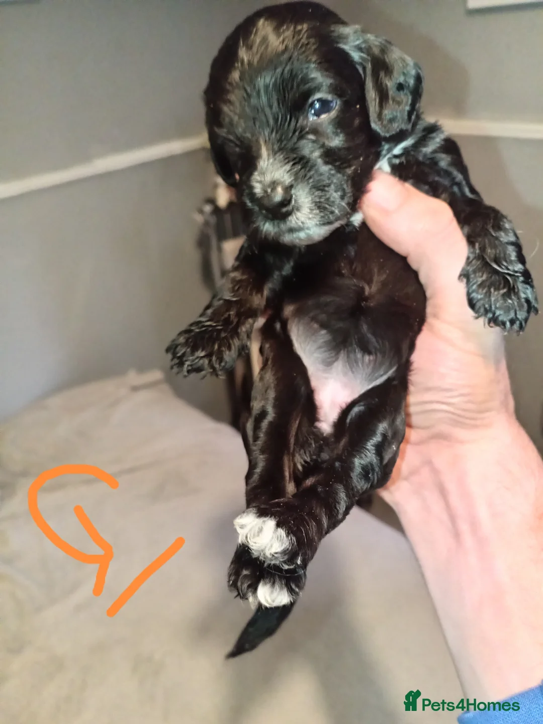 Cockapoo dogs for sale: Cockapoo pups in Redditch - Advert 12