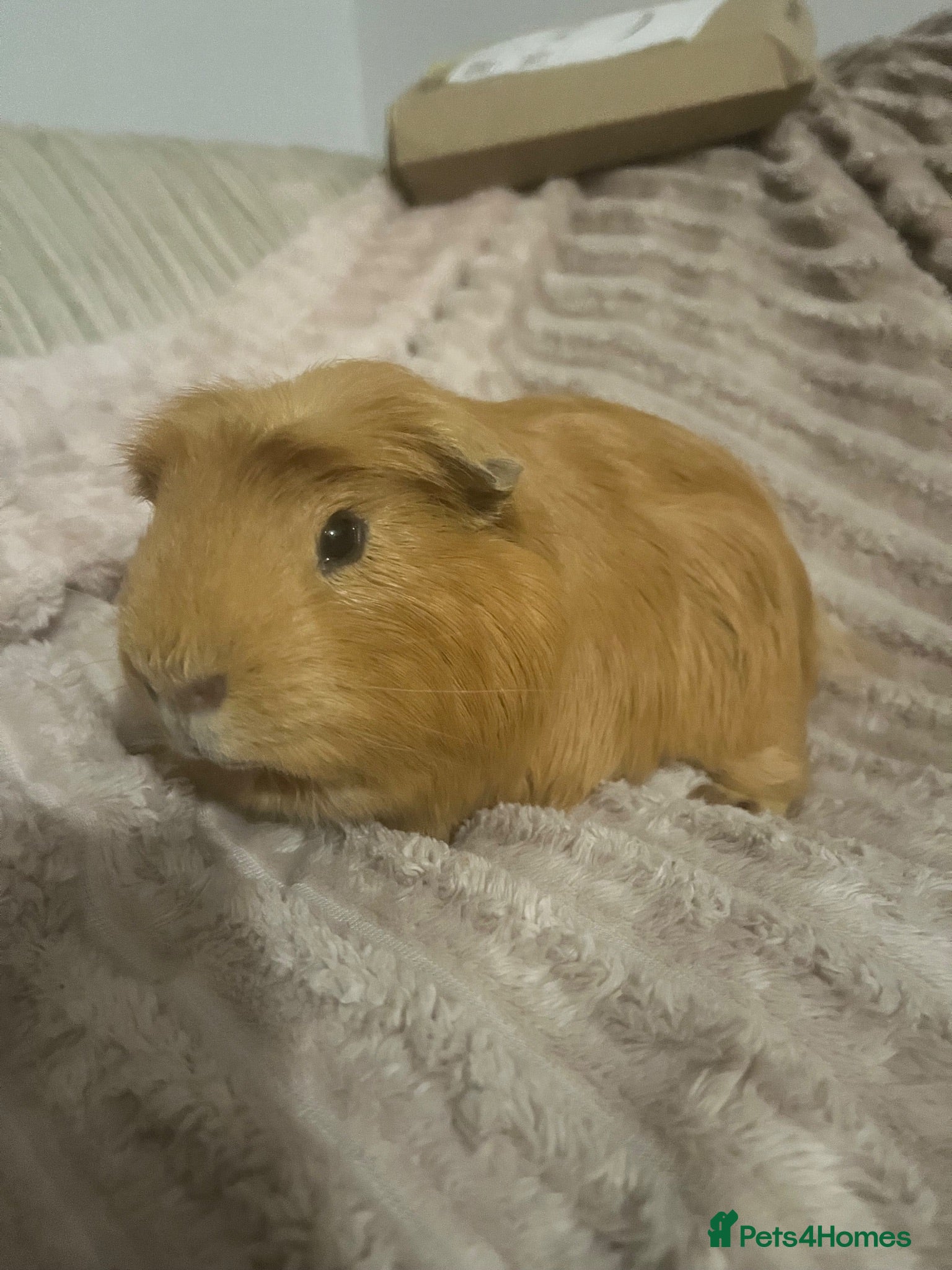 Guinea Pig rodents Guinea Pig - Advert 1