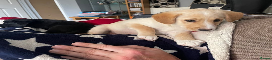  Puppy 2