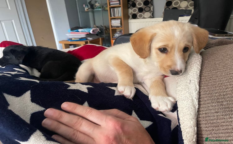 Mixed Breed dogs - Advert 1