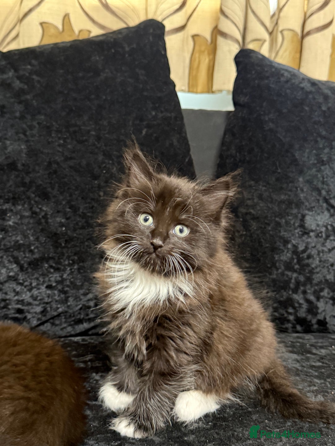 Maine Coon cats for sale: Half Mainecoon and Half British Shorthair  - Advert 23