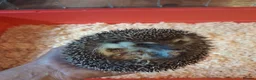 Pygmy Hedgehog rodents for sale: 2 male african pigmy hedgehogs  - Advert 2
