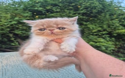 Exotic cats for sale: 🏆Champion sired exotic and Persian kittens 😸 ♥️  - Image 26