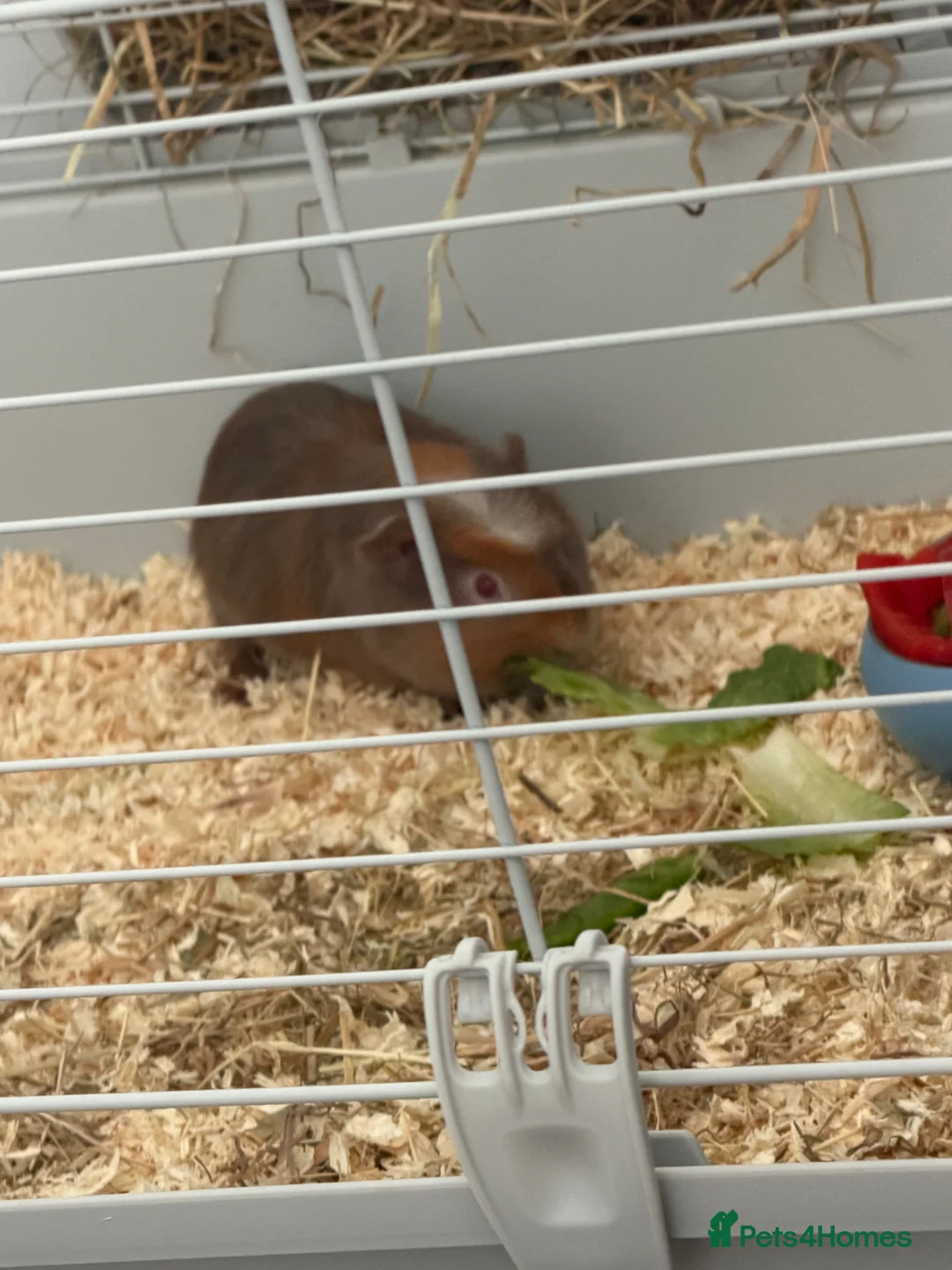 Guinea Pig rodents for sale: Two guinea pigs  - Advert 1